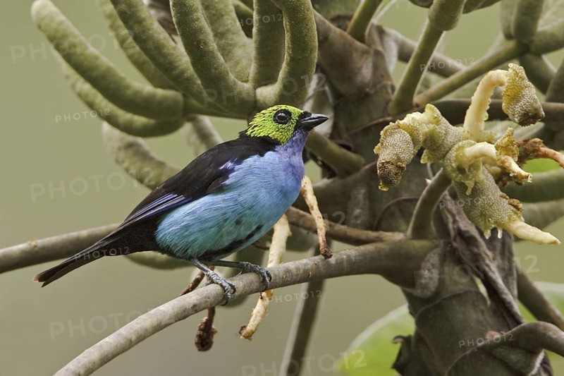 Paradise Tanager (Tangara chilensis), Ecuador