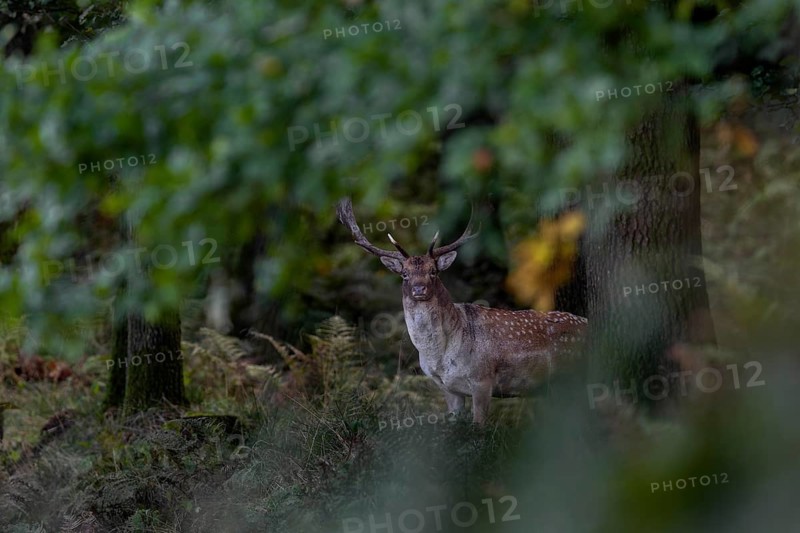 This photo documents a typical behaviour of the fallow deer (Dama dama), it stands motionless in the forest and observes, for example, forest walkers, untrained eyes quickly overlook the animals, autumn, rut, fallow deer rut, October, Germany