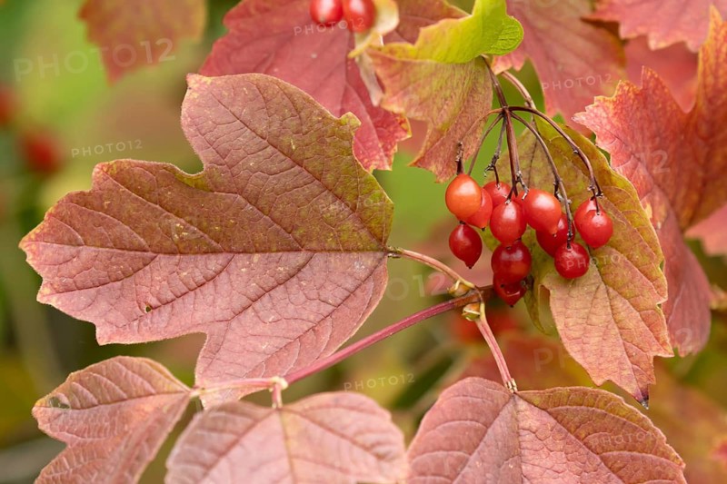 Guelder rose tree (Viburnum opulus) with autumn colour leaves and red berries, England, United Kingdom