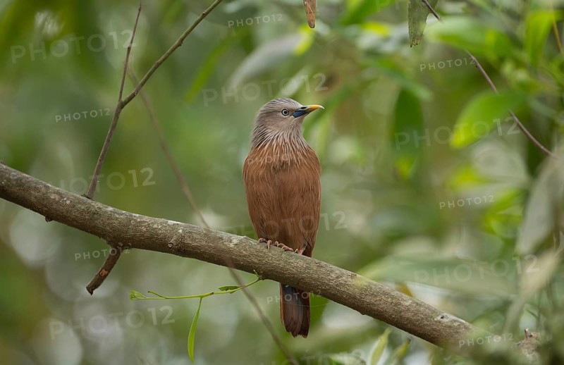 A chestnut-tailed starling (Sturnia malabarica) on tree branch, Sreepur, Gazipur, Bangladesh