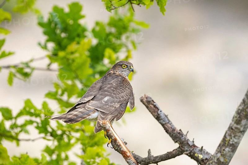 Sparrowhawk (Accipiter nisus) Germany