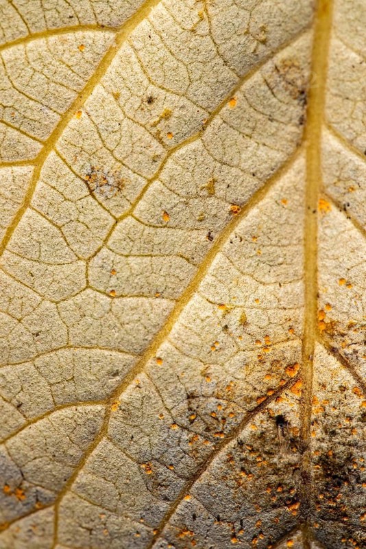 Macro view of a dry almond leaf, showcasing intricate patterns and a fine dust of yellow pollen scattered across its surface