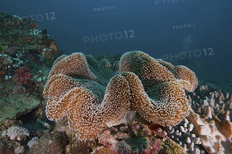Mushroom leather coral (Sarcophyton glaucum)