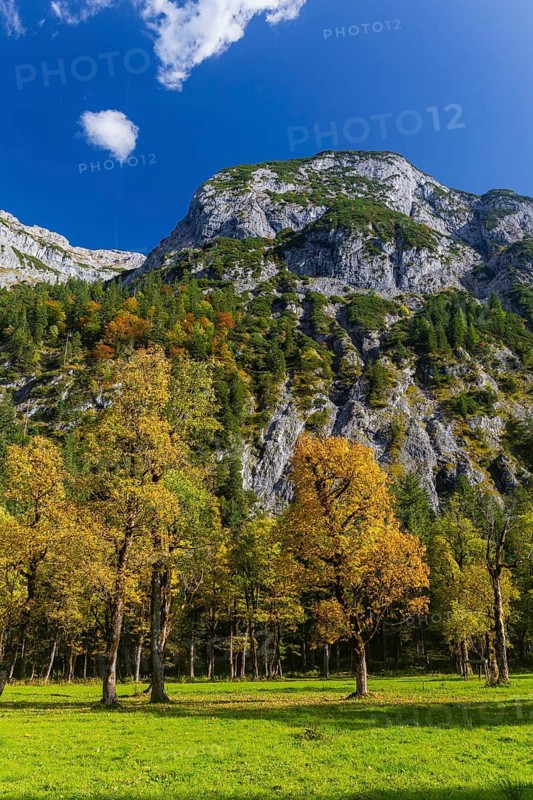 Nature conservancy area Grosser Ahornboden. Sycamore maple trees, Acer pseudoplatanus, in autumn. Karwendel mountains, Austria