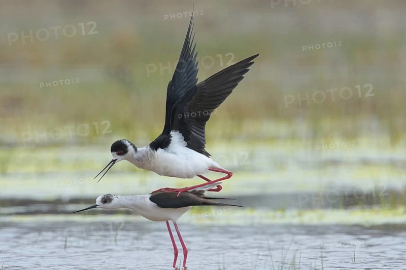 Stelzenläufer (Himantopus himantopus) Black-winged Stilt