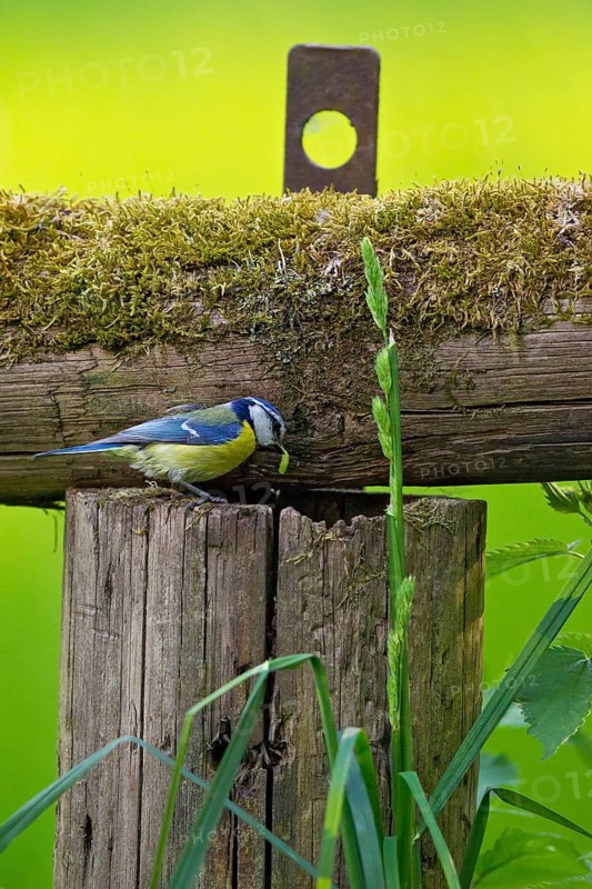 Eurasian Blue Tit (Cyanistes caeruleus) feeding offspring in nest, Hesse, Germany