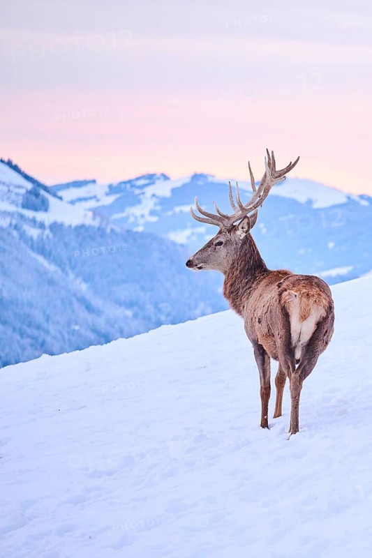 Red deer (Cervus elaphus) stag on a snowy meadow in the mountains in tirol at sunset, Kitzbühel, Wildpark Aurach, Austria