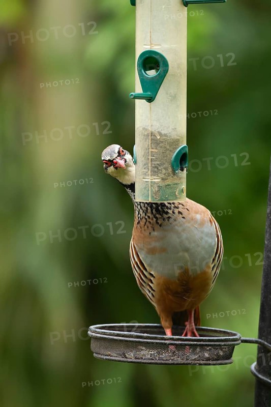 Red legged or French partridge (Alectoris rufa) adult bird on an urban garden bird feeder, England, United Kingdom