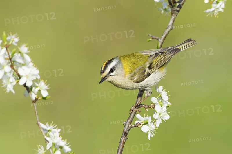 Common Firecrest (Regulus ignicapilla), Liechtenstein