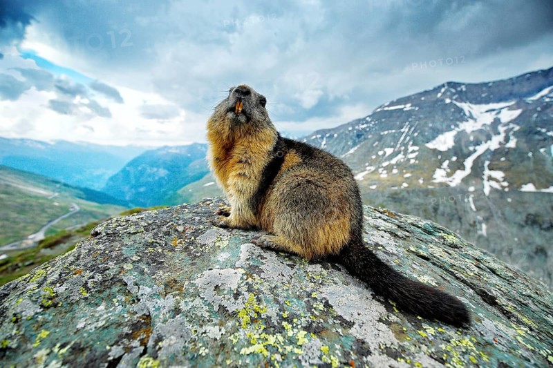 Cute fat animal Marmot, sitting in the grass with nature rock mountain habitat, Alp, Italy. Wildlife scene from wild nature. Funny image, detail of Marmot