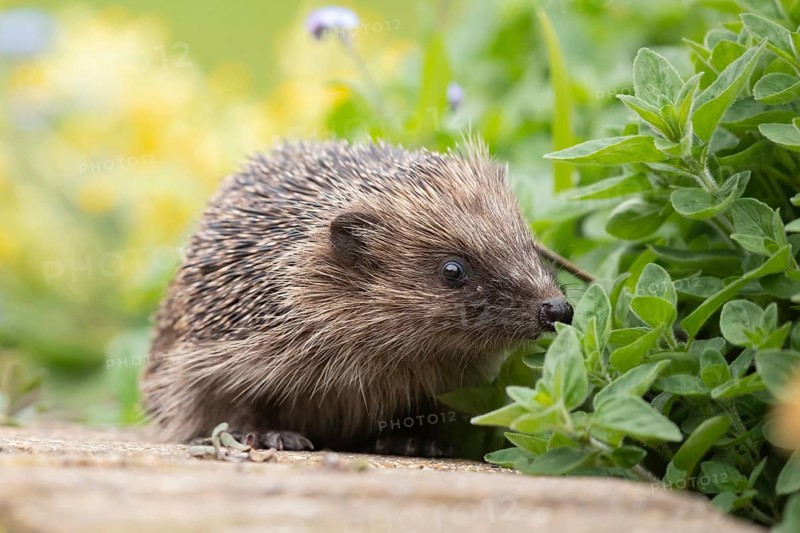 European hedgehog (Erinaceus europaeus) adult animal in a garden walking on a path next to a flower border in springtime, Suffolk, England, United Kingdom