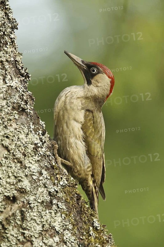 European Green Woodpecker (Picus viridis) female, Rhineland-Palatinate, Germany