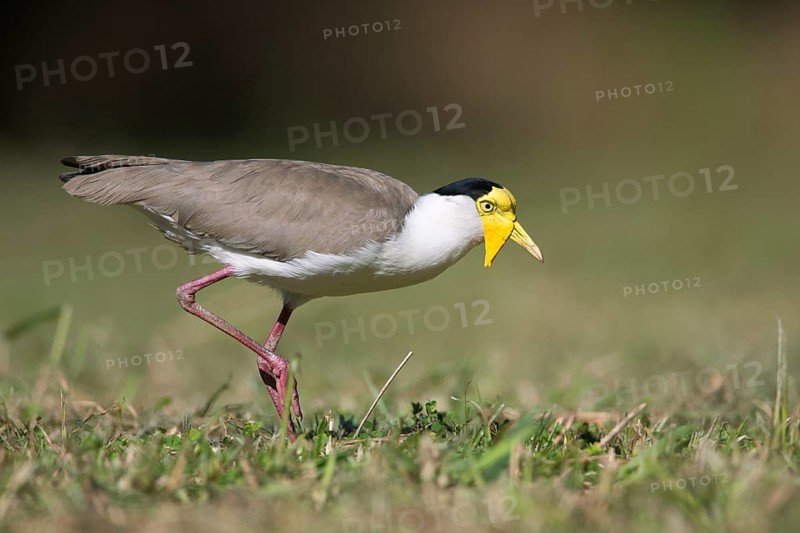 Masked Lapwing (Vanellus miles miles), Queensland, Australia