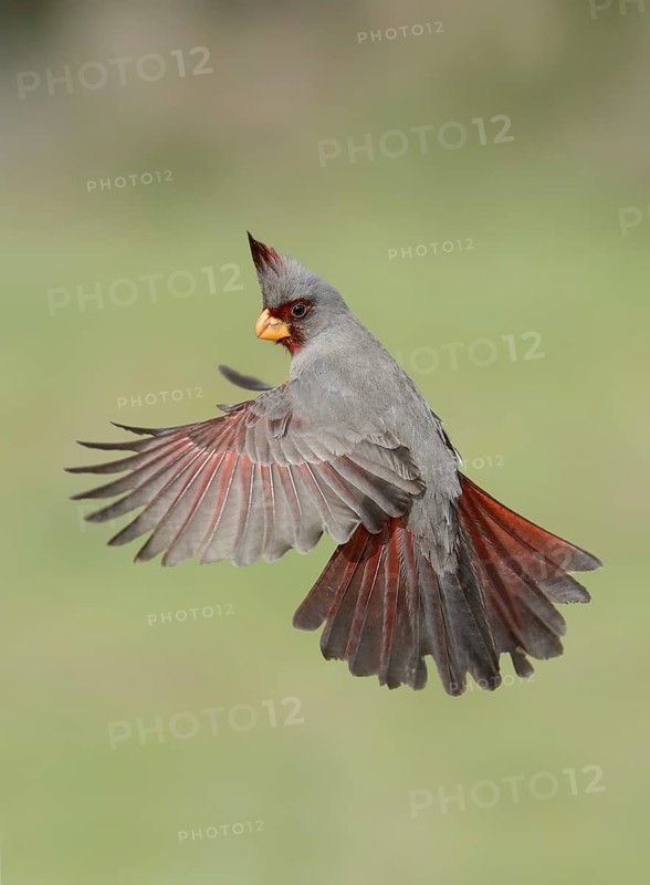Pyrrhuloxia (Cardinalis sinuatus) male flying, Texas, USA