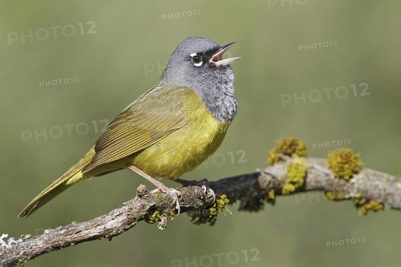 MacGillivray's Warbler (Geothlypis tolmiei) singing, British Columbia, Canada
