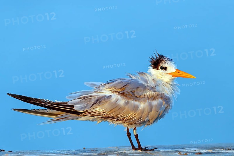 Caspian Tern, (Sterna bergii), (Thalasseus bergii), subfamily of terns, Wadi Darbat, Salalah, Muscat, Oman