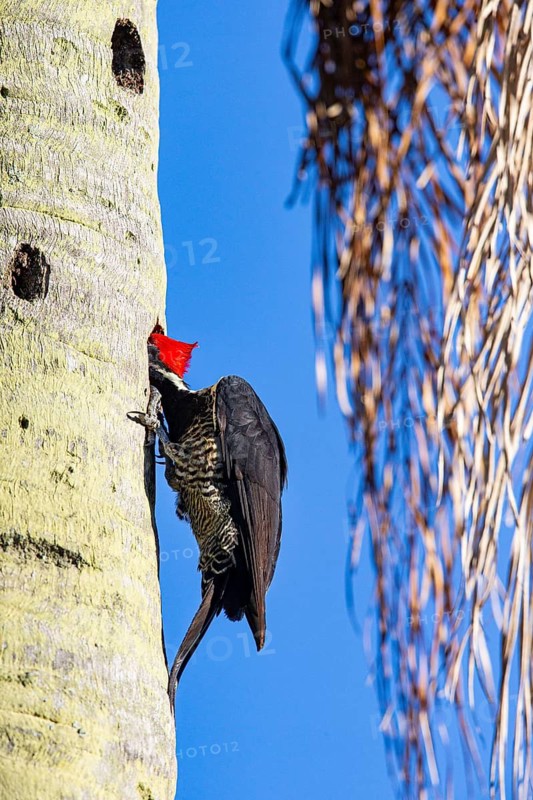 Lineated woodpecker (Dryocopus lineatus) Pantanal Brazil