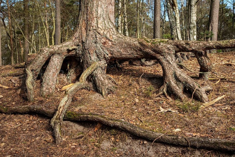 Aerial roots in a pine tree forest, planted to stop a sand drift during the 19th century in Ystad, Skåne county, Sweden, Scandinavia