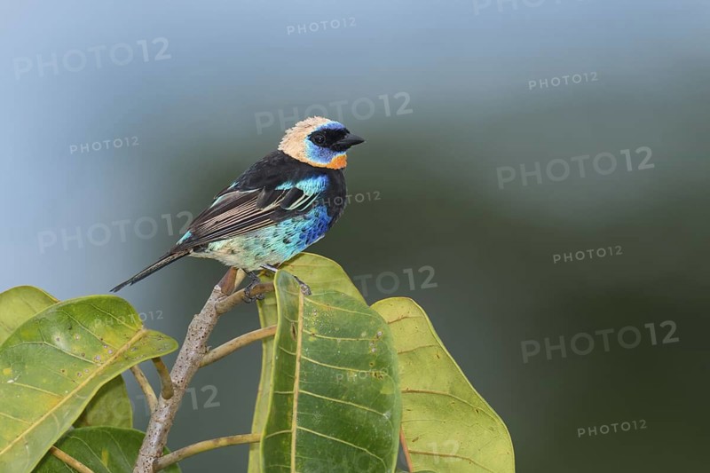 Golden-hooded Tanager (Tangara larvata), Costa Rica