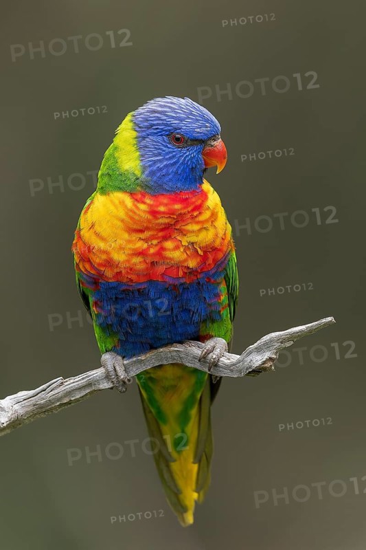 Rainbow Lorikeet (Trichoglossus moluccanus) perched on a branch in eastern Australia