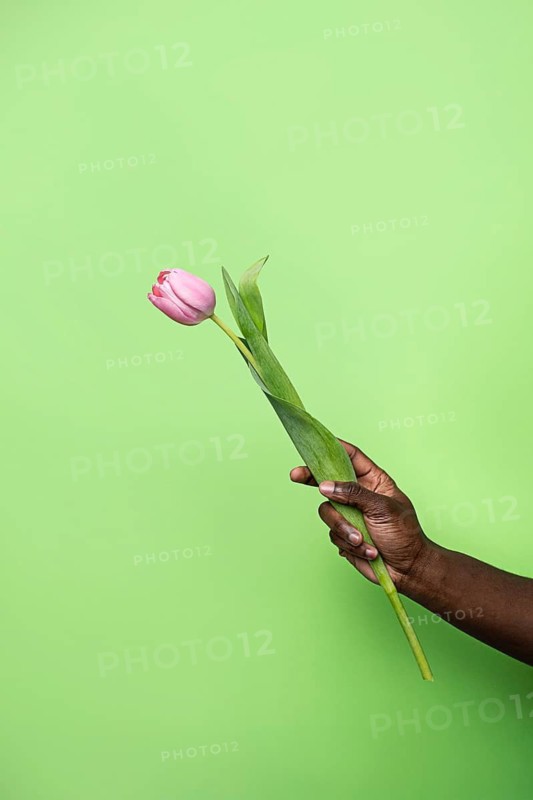 An African man's hand delicately holds a single pink tulip against a vibrant green background. The image captures the contrast between the flower's soft petals and the lush surroundings