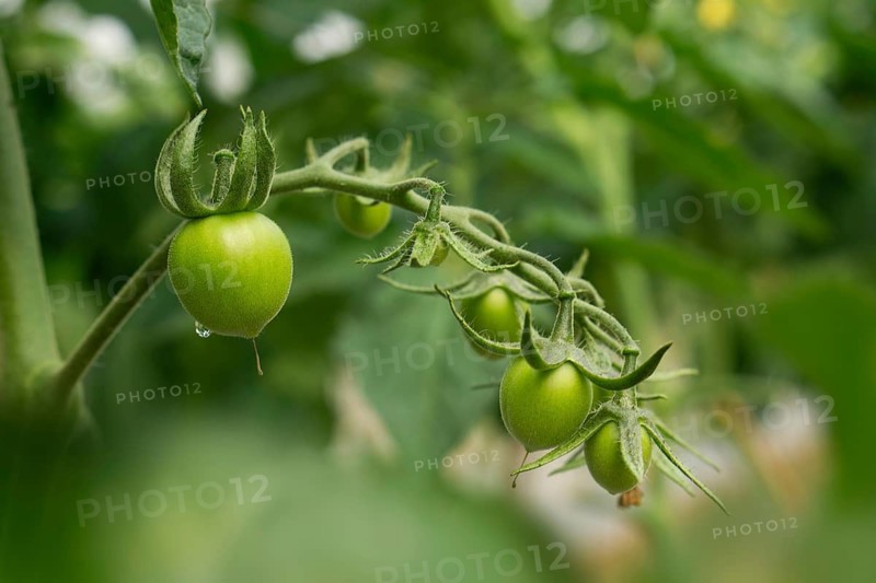 Green Tomatoes on the Vine.