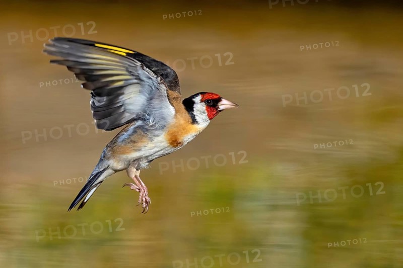 Goldfinch, goldfinch, (Carduelis carduelis), biotope, habitat, foraging, flight recording, Worms district, Worms, Rhineland-Palatinate, Germany