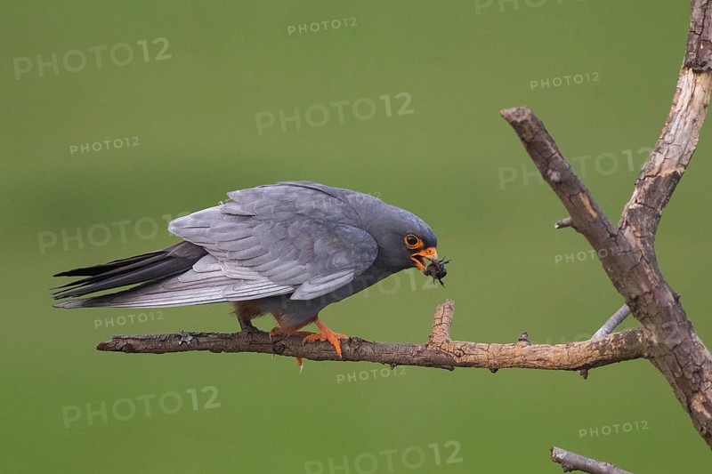 Red-footed Falcon (Falco vespertinus) male perched on a branch, Subotica, Serbia