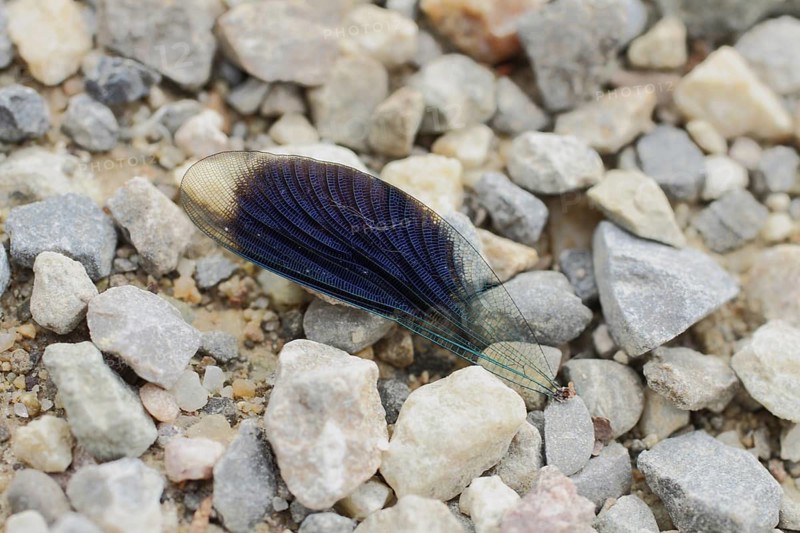 Wing of a Banded demoiselle (Calopteryx splendens), detached single dragonfly wing on the gravel ground, pebbles, body part, Jechtingen, Kaiserstuhl, Breisgau, Baden-Württemberg, Germany