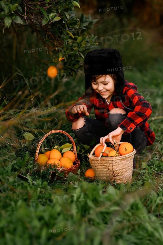 A smiling child in a plaid shirt and furry hat joyfully picks oranges from a tree, placing them in baskets. The lush greenery creates a serene garden atmosphere
