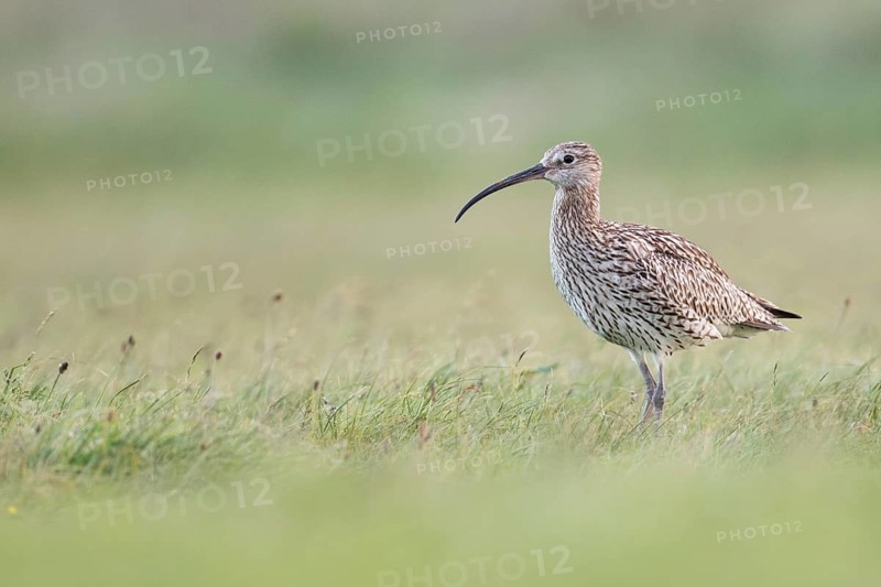 Eurasian Curlew (Numenius arquata) female foraging, Texel, Netherlands