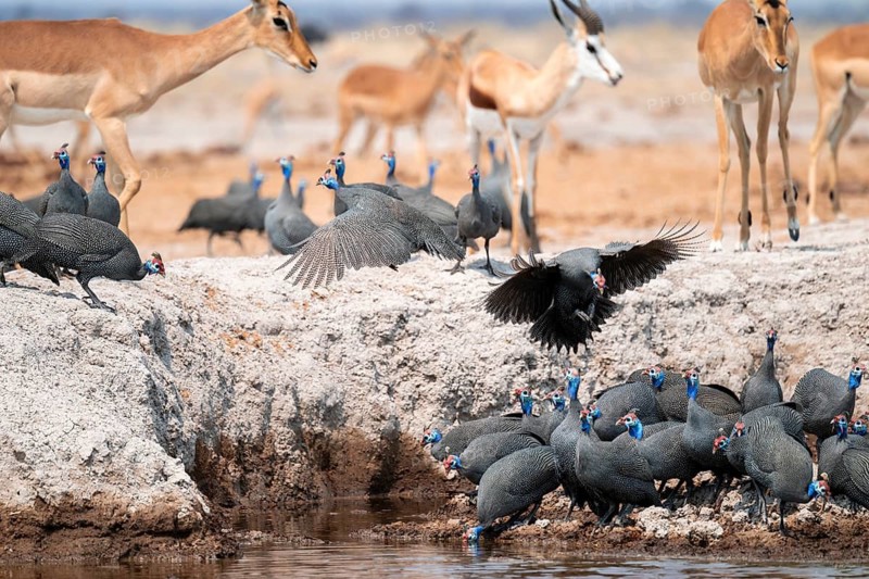 Helmet guinea fowl (Numida meleagris), swarm at the waterhole, Nxai Pan National Park, Botswana