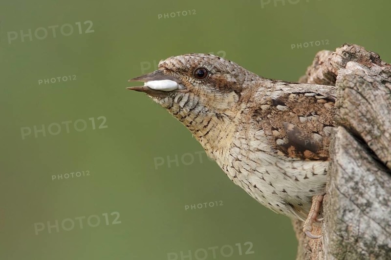 Eurasian Wryneck (Jynx torquilla), Saxony, Germany
