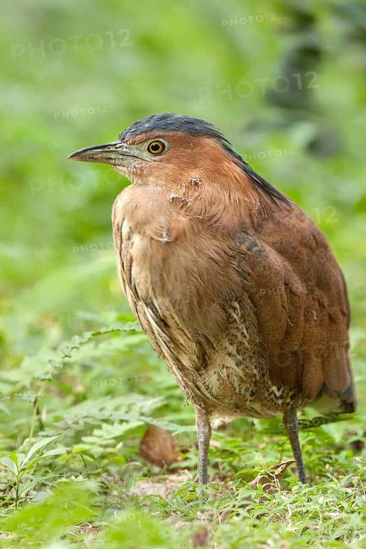 Malayan Night Heron (Gorsachius melanolophus), Taipei, Taiwan