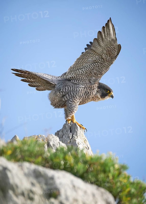 Peregrine Falcon (Falco peregrinus) perched on a rock, Asturias, Spain
