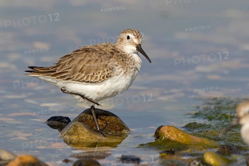 Dunlin, (Calidris alpina), snipe family, snipe, foraging, biotope, habitat, Al Muwalah, Qurayyat, Mu?afaz¸at Masqat, Oman