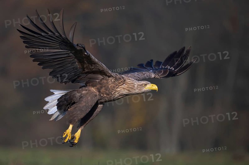 White-tailed eagle (Haliaeetus albicilla), adult white-tailed eagle in flight, Podlaskie Voivodeship, Poland