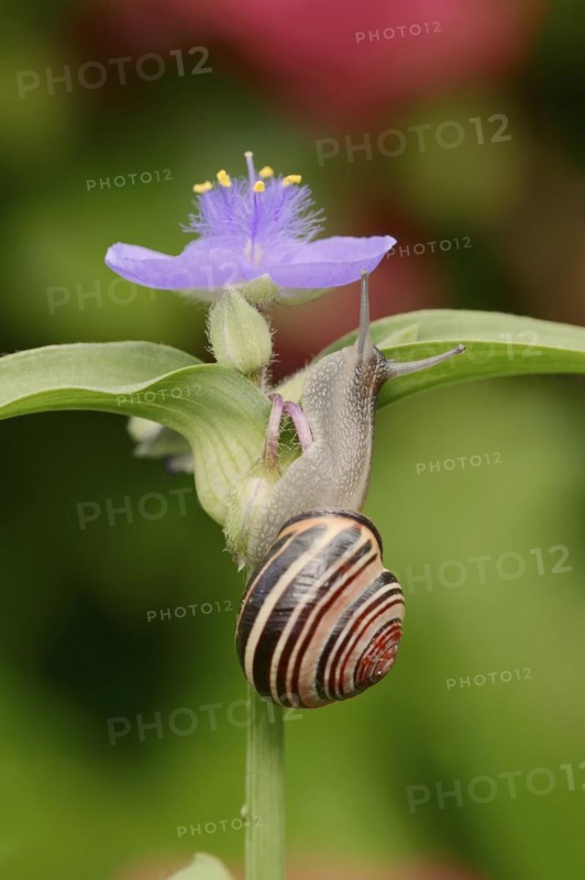 Grove snail (Cepaea nemoralis) on garden three-master flower (Tradescantia andersoniana), flower, ornamental plant, North Rhine-Westphalia, Germany