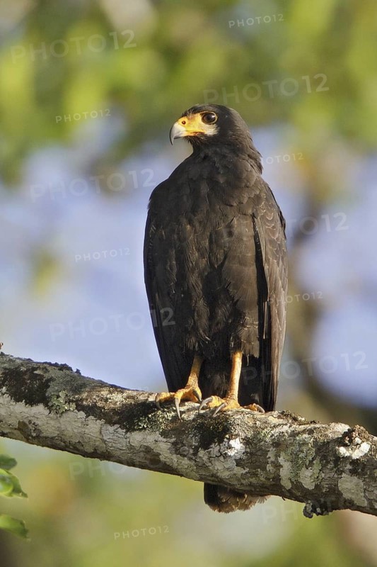 Common Black Hawk (Buteogallus anthracinus), Costa Rica