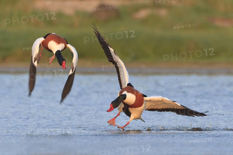 Common Shelduck (Tadorna tadorna) male, Netherlands