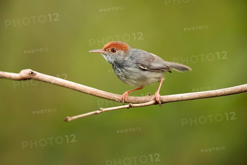 Cambodian Tailorbird (Orthotomus chaktomuk) male perched on a branch, Phnom Penh, Cambodia