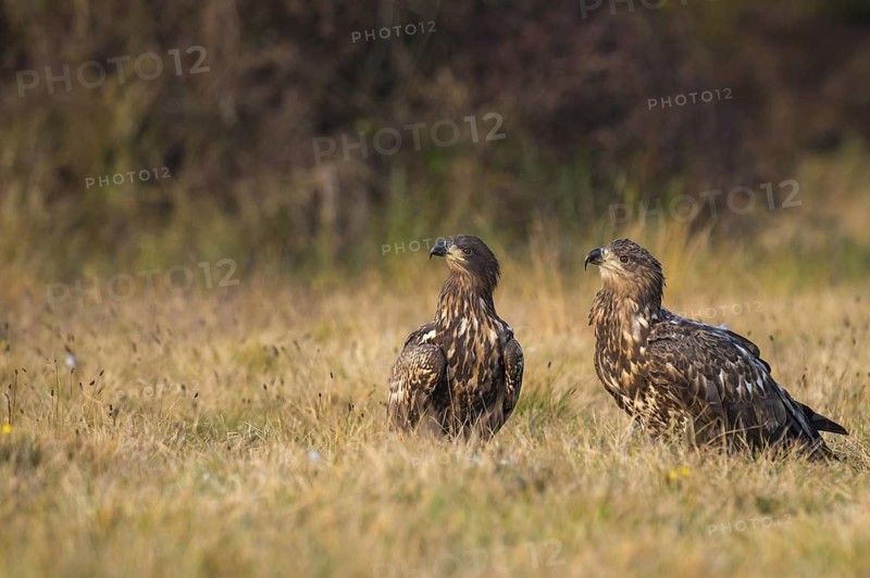 White-tailed Eagle (Haliaeetus albicilla), Kutno, Poland