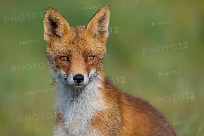 Red Fox (Vulpes vulpes) adult portrait, Netherlands