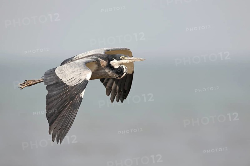 Black-headed Heron (Ardea melanocephala) flying, Semuliki, National Park, Uganda