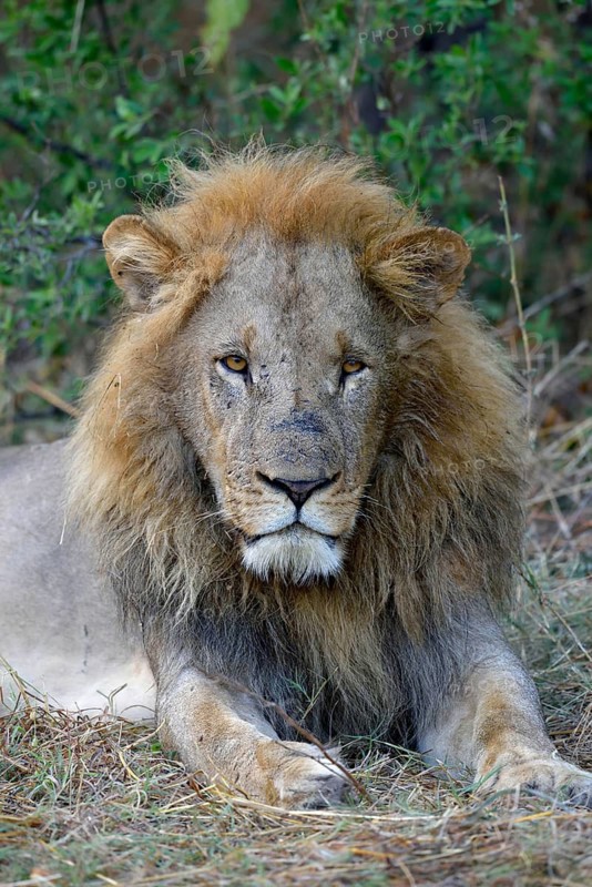 Lion (Panthera leo), male lies in bushes, animal portrait, Khwai region, North-West District, Okavango Delta, Botswana