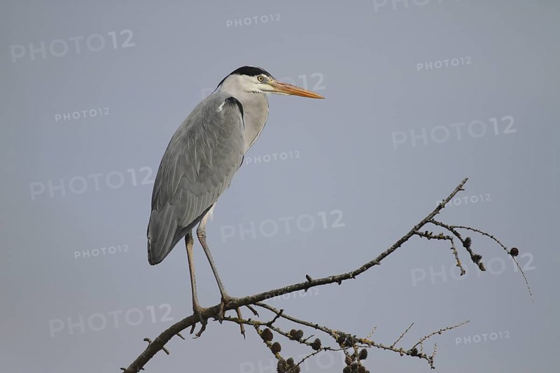 Grey Heron (Ardea cinerea), Zurich, Switzerland
