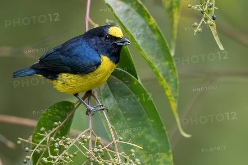 Spot-crowned Euphonia (Euphonia imitans) perched on a branch in Panama