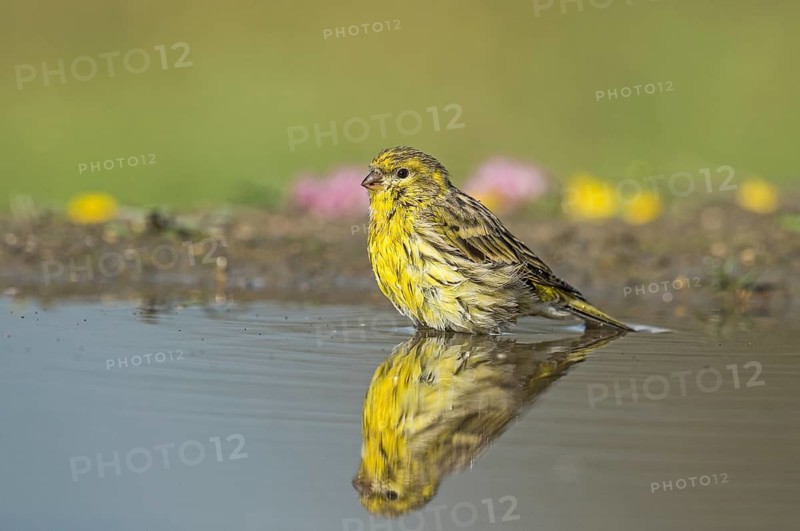 European Serin (Serinus serinus) at a waterhole, Aosta Valley, Italy
