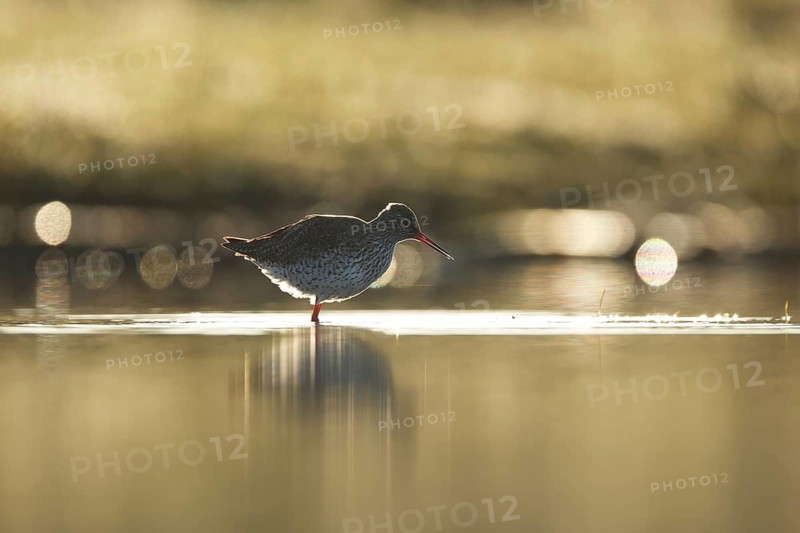 A redshank stands gracefully in the reflective waters of Puebla de BeleÃ±a, Spain, showcasing its distinct red legs against the soft glow of its natural habitat