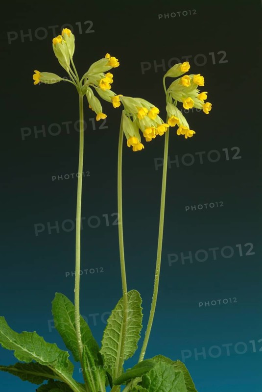 Common cowslip (Primula officinalis), cowslip, apothecary primrose, medicinal plant, flowers